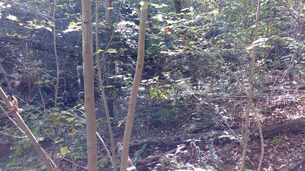 img_20191018_132428920.jpg