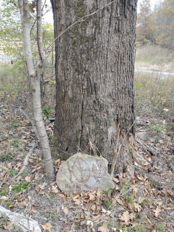 img_20201107_113155739.jpg