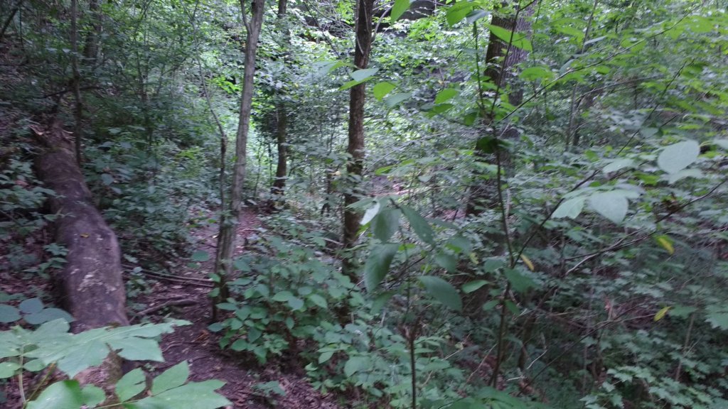 img_20180715_123950984.jpg