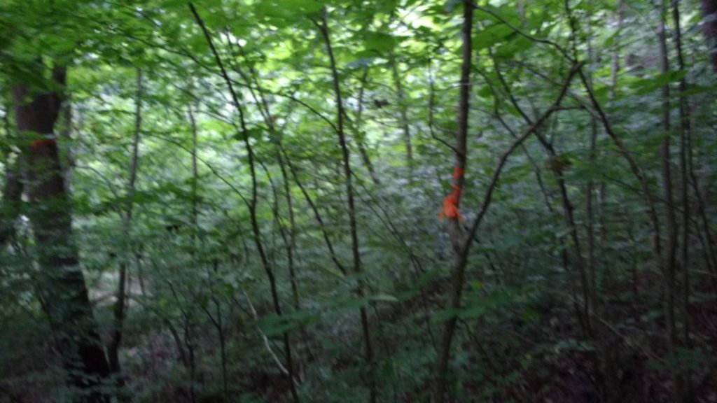 img_20180715_132100620.jpg