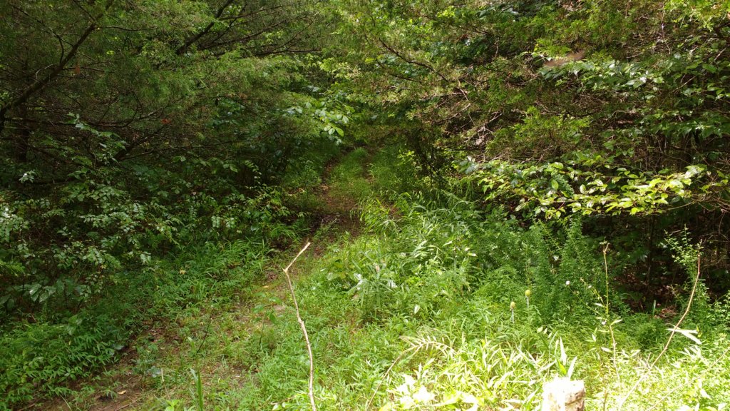 img_20180715_134015607.jpg