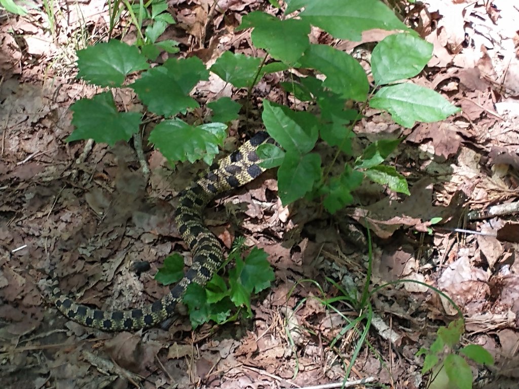 img_20210615_121704898.jpg