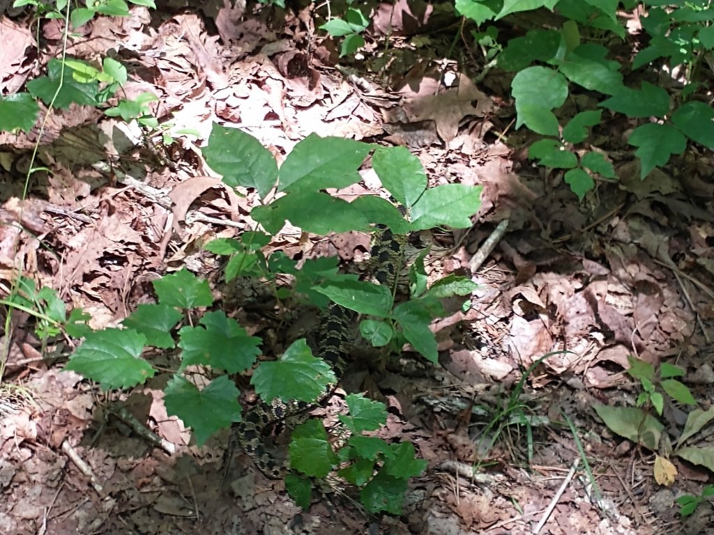 img_20210615_121731601.jpg