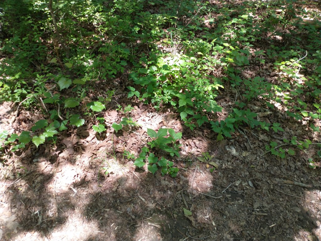 img_20210615_121757499.jpg
