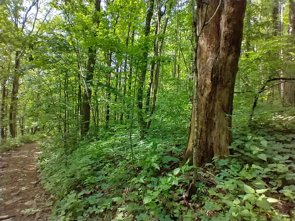 img_20220528_102220911_hdr1.jpg