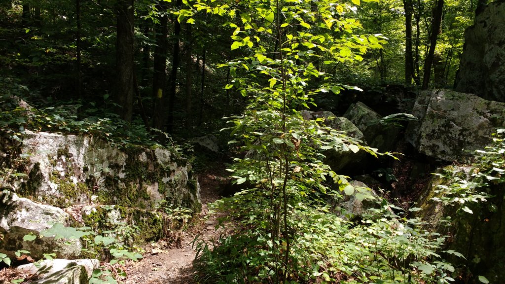 img_20170729_130633838.jpg