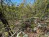 pxl_20240413_172223660_small.jpg
