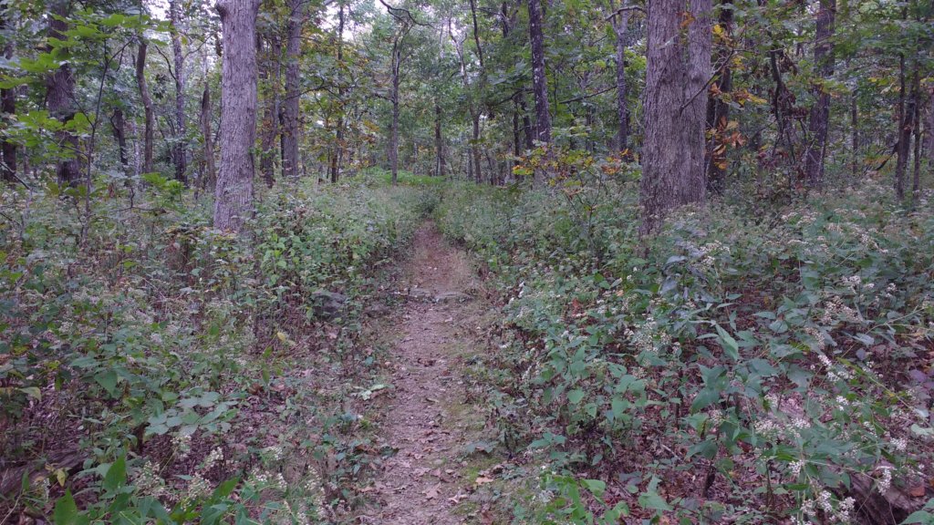 img_20171007_113821046.jpg