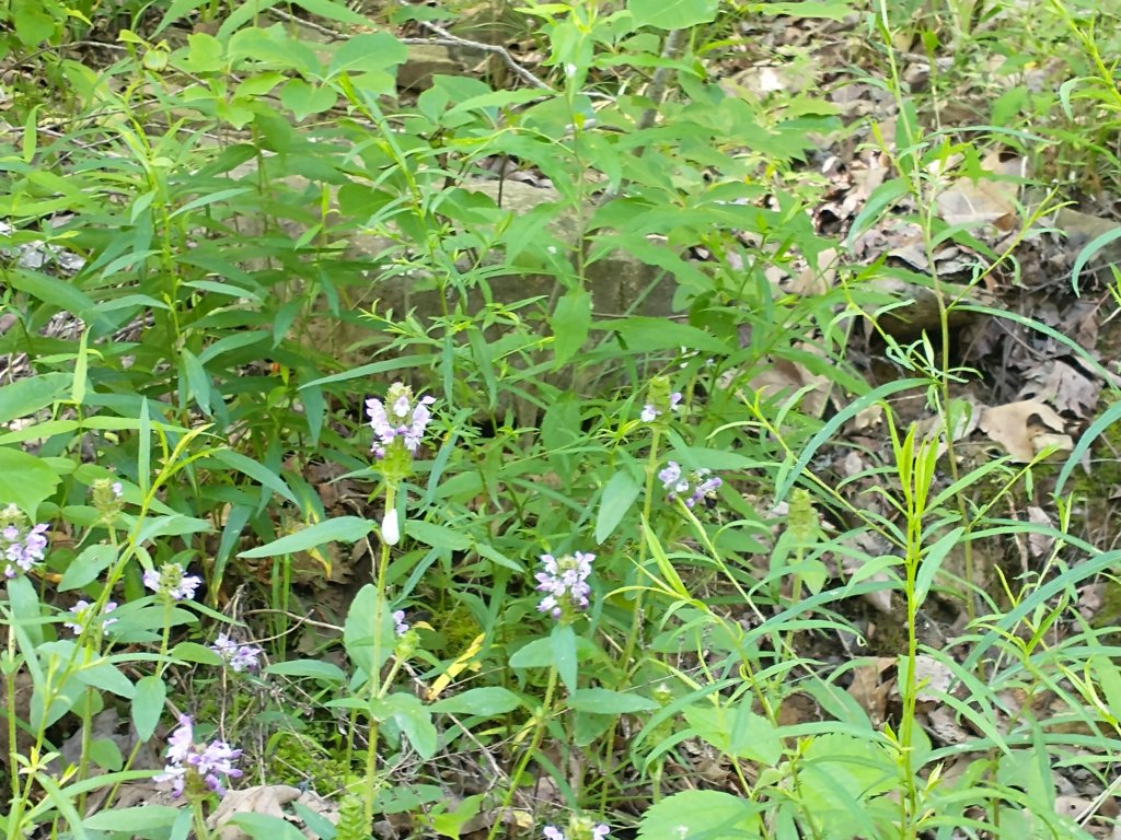 img_20220603_101715150.jpg