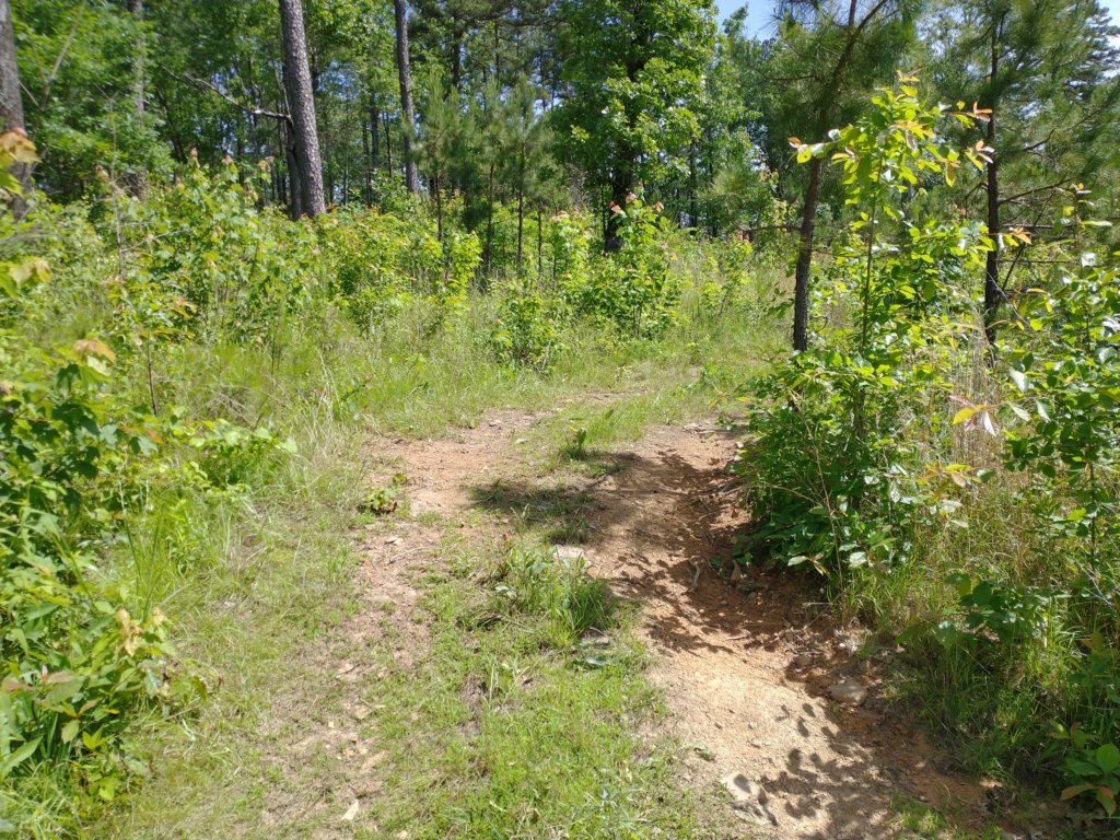 img_20220603_104225853.jpg