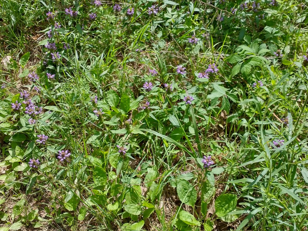 img_20220603_105436181_hdr.jpg