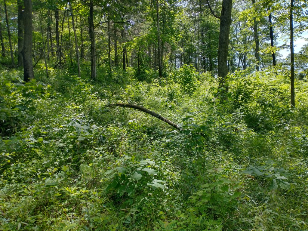 img_20220603_110557077_hdr.jpg