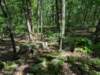 pxl_20250517_154747759_small.jpg