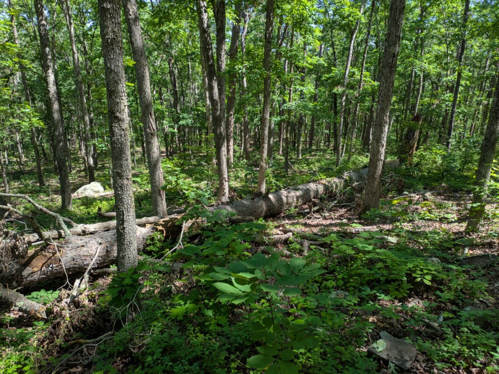 pxl_20250517_160345717.jpg