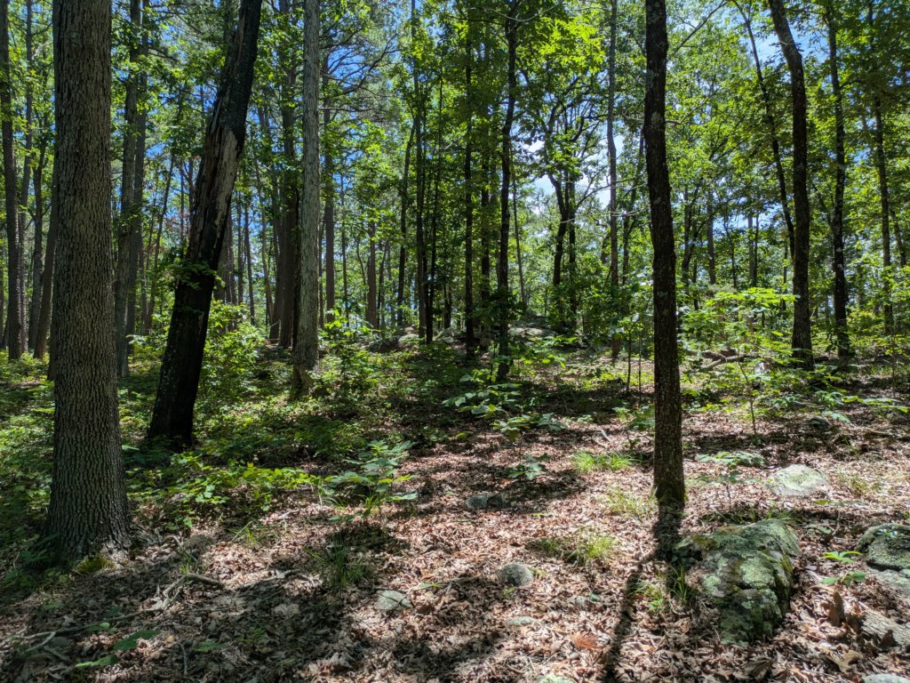 pxl_20250517_173336651.jpg