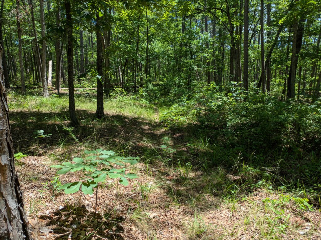 pxl_20250517_174533716.jpg