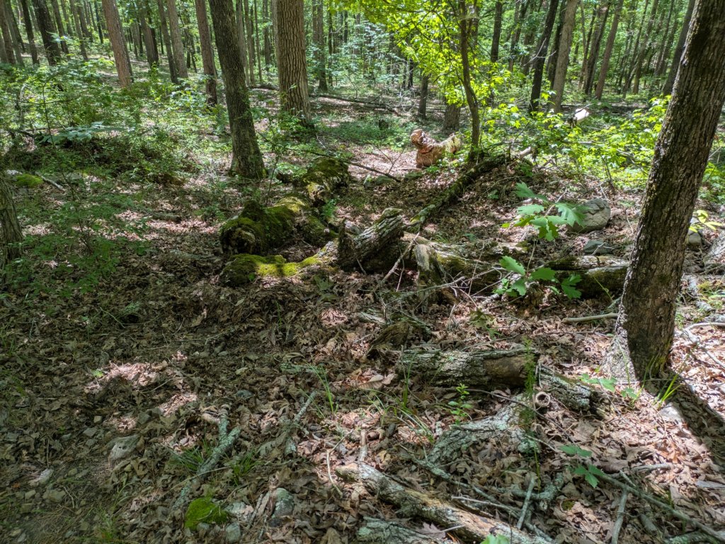 pxl_20250517_175444976.jpg
