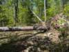pxl_20250412_160526699_small.jpg