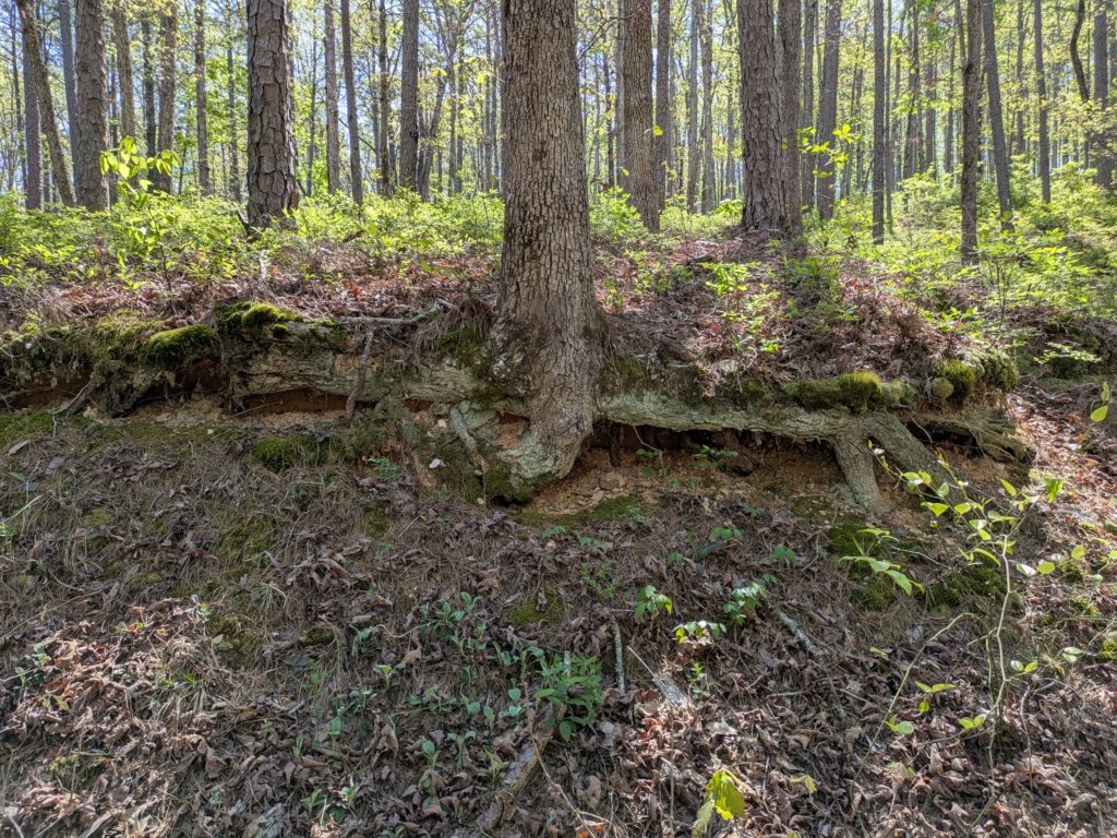 pxl_20250412_163350882.jpg
