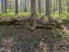 pxl_20250412_163350882_small.jpg