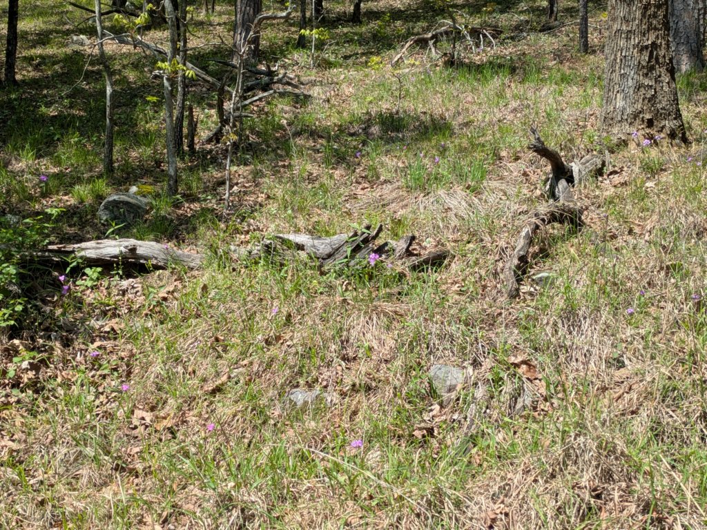 pxl_20250412_171535617.jpg