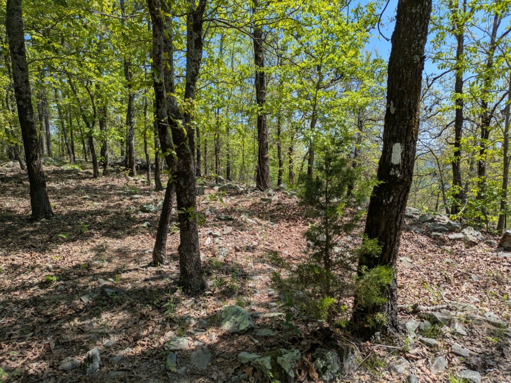 pxl_20250412_175341293.jpg