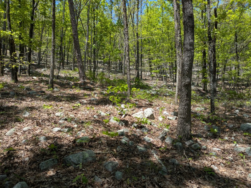 pxl_20250412_181315266.jpg
