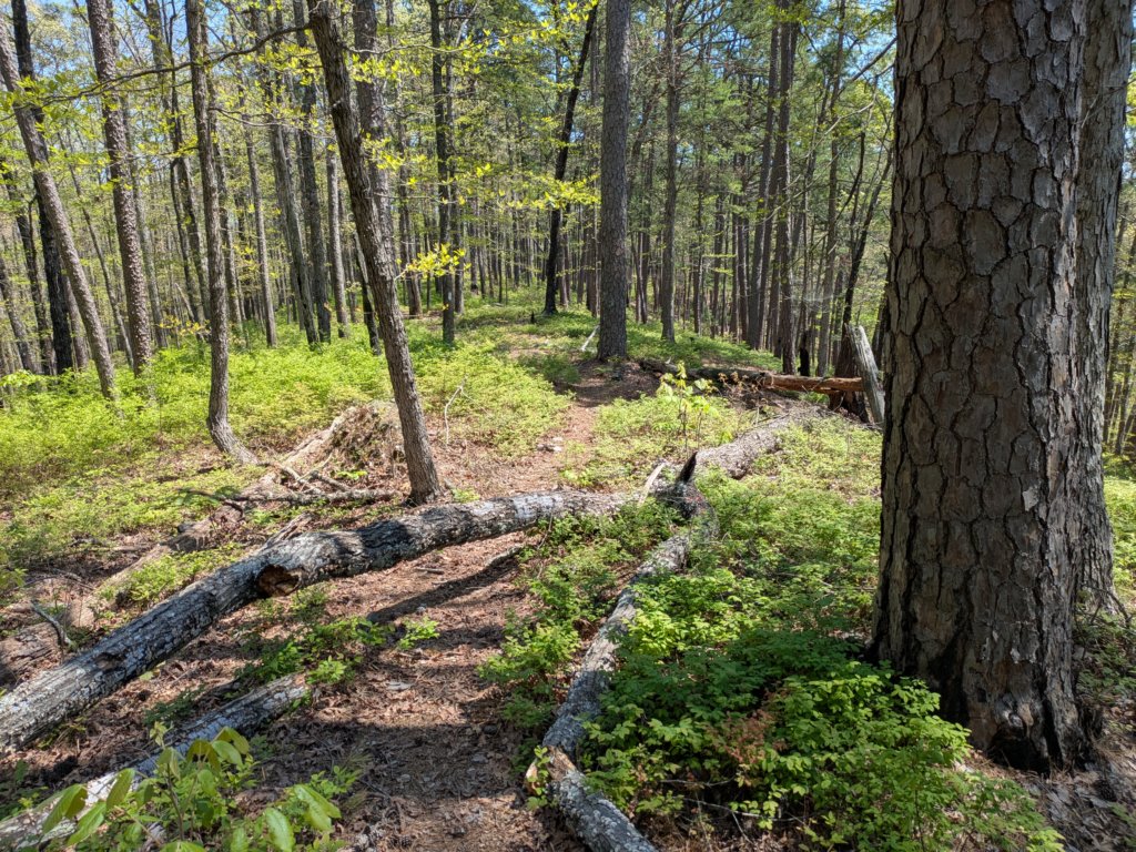 pxl_20250412_182558386.jpg