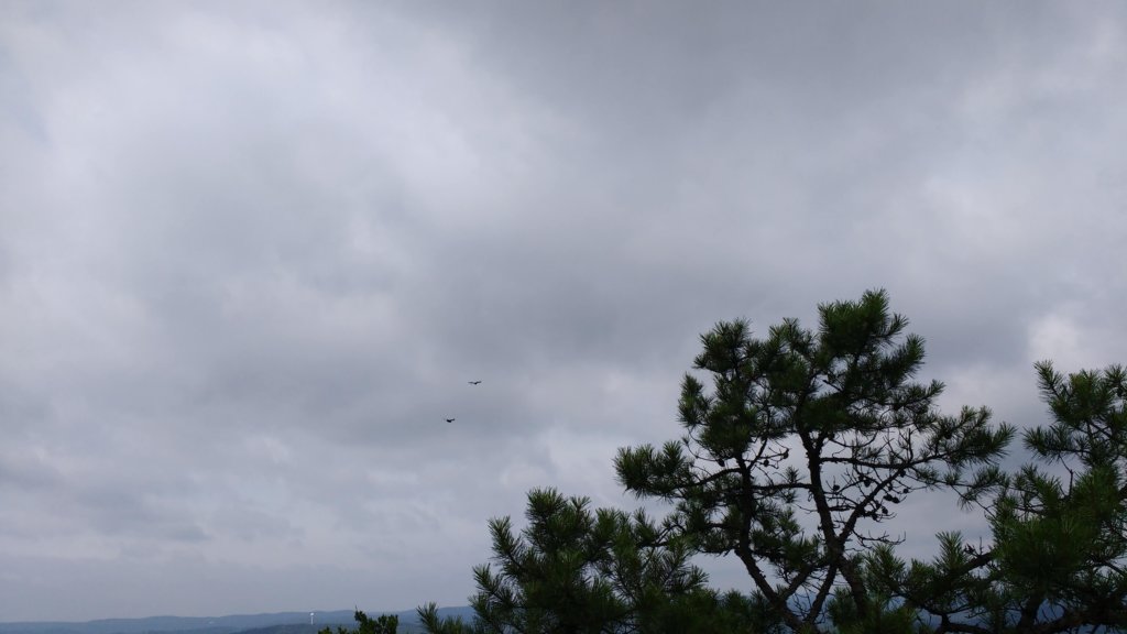 img_20190615_094256501.jpg