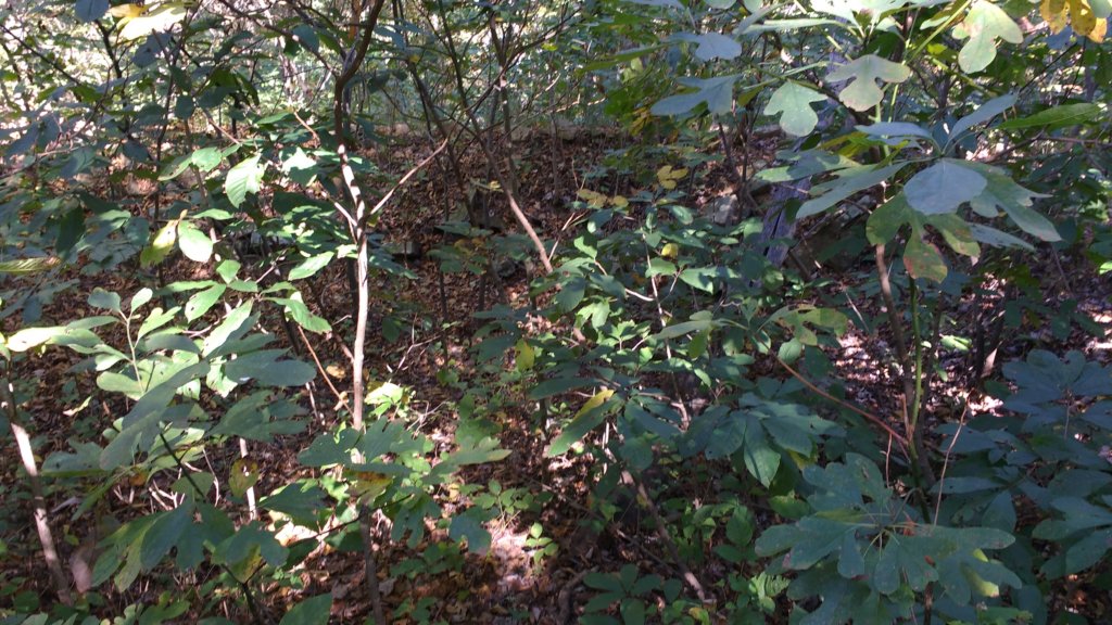 img_20171014_120703735.jpg